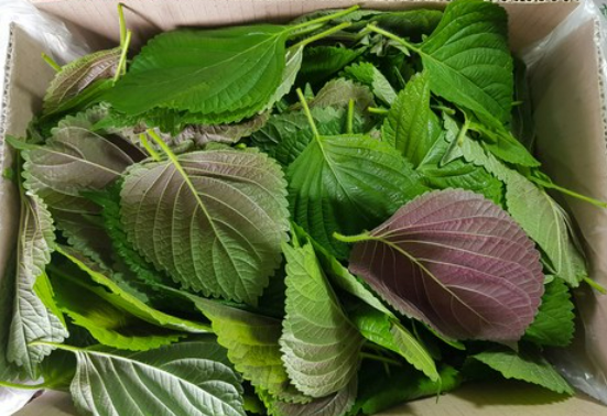 잎바라깻잎(상) 4kg/박스 상품 썸네일