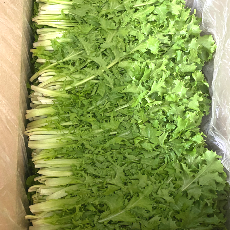 치커리(특) 2kg/박스 상품 썸네일