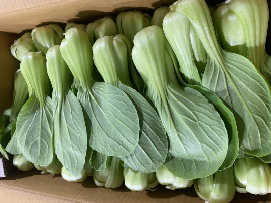 청경채(특) 4kg/박스 상품 썸네일