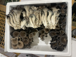 꽃느타리(특) 2kg/ST 상품 썸네일