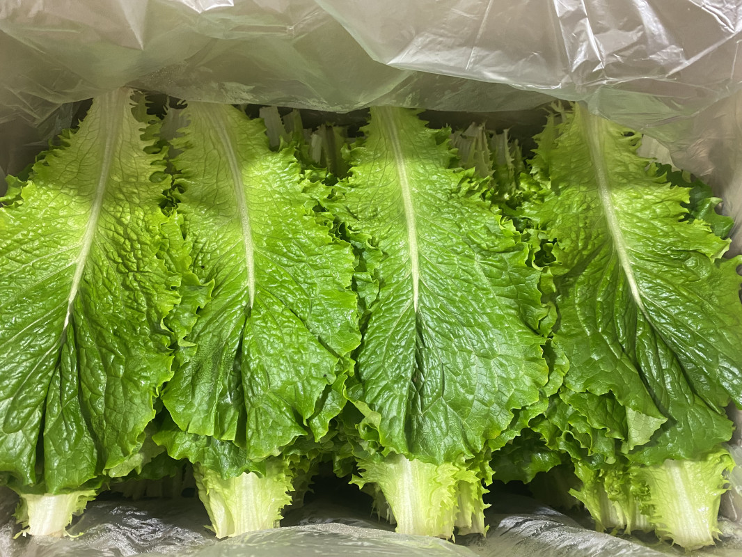 청상추(특) 4kg/박스 상품 썸네일