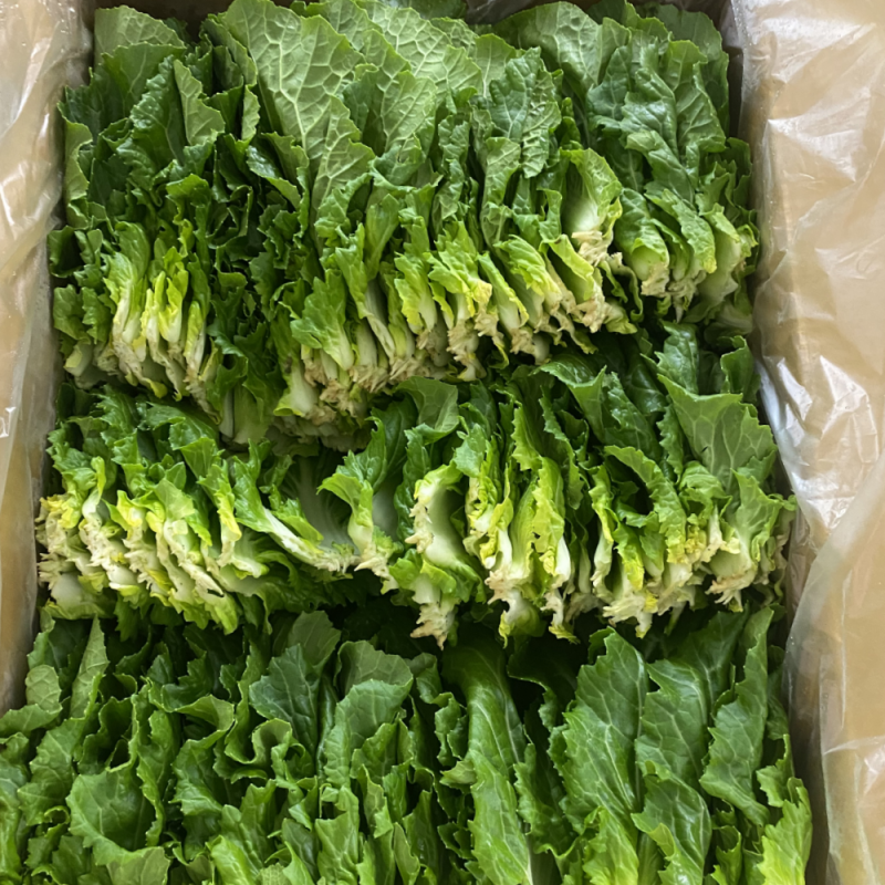 쌈추(특) 1kg/박스 상품 썸네일