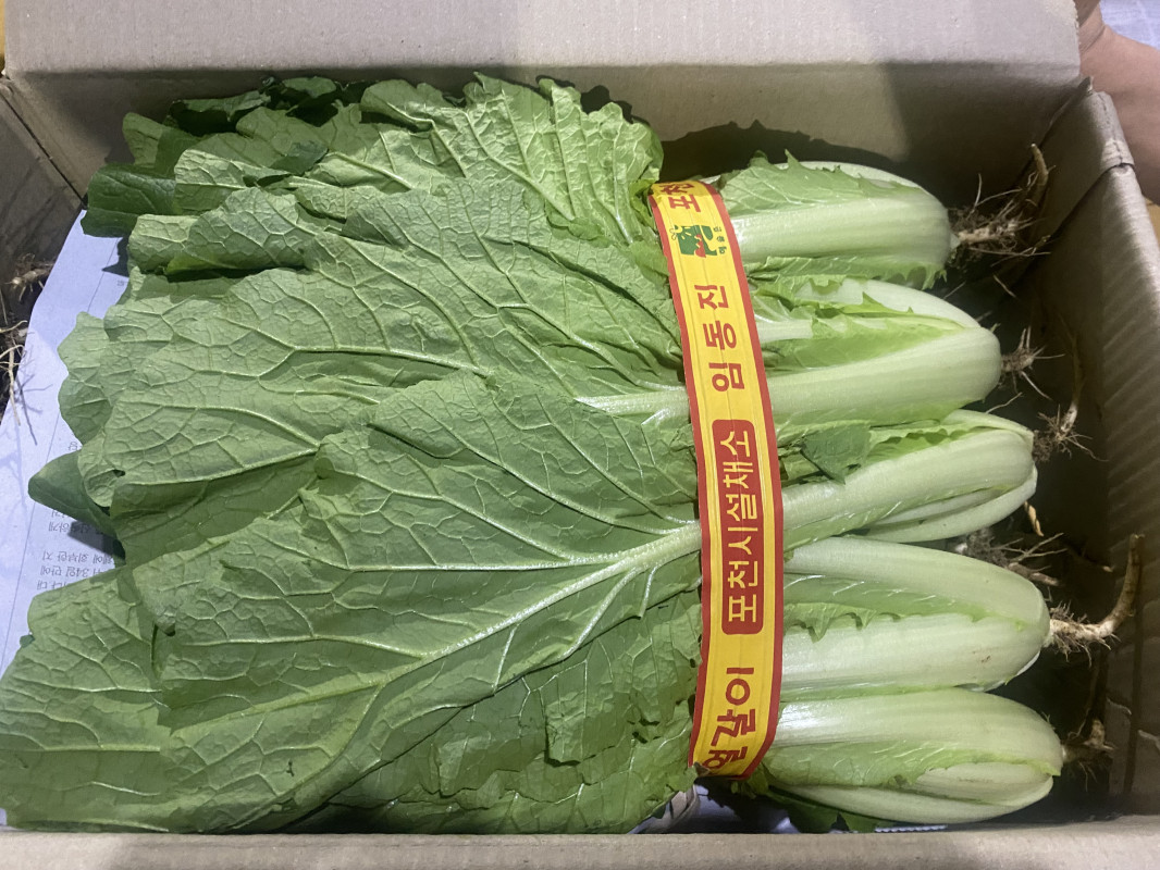얼갈이(특) 1kg 단 상품 썸네일